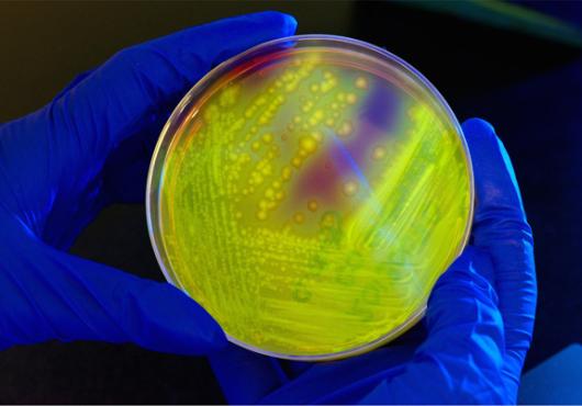 Protection from C. diff?  