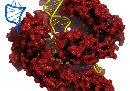 Evolving CRISPR