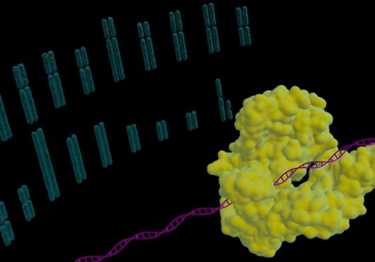 A Challenge Fit for CRISPR