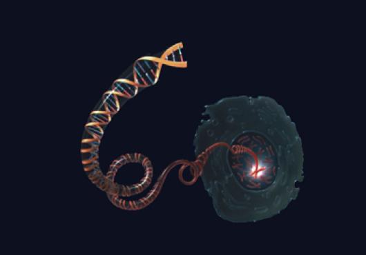 A Crisper Version of CRISPR