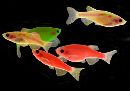 Red Fish, Green Fish