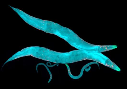Insights into Protein Recycling