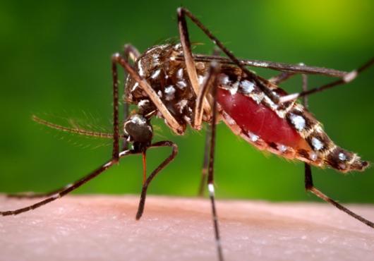 Doubling Down on Dengue