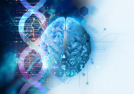 Decoding Brain Evolution