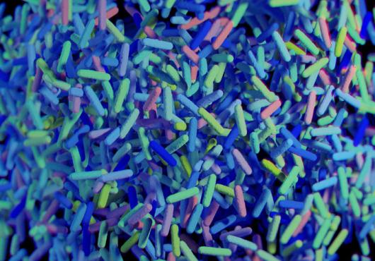 Listening in on Bug-Gut Chatter