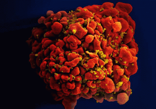 HIV Paradox