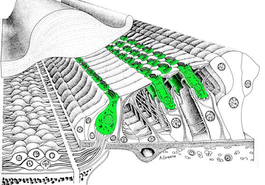 Splitting Hair Cells