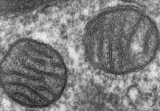 Mitochondrial Mystery
