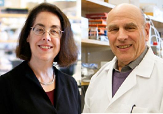 4 HMS Faculty Elected to NAS