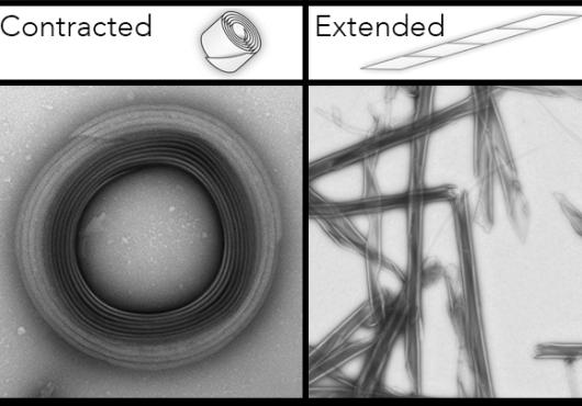 Breaking Cell Barriers