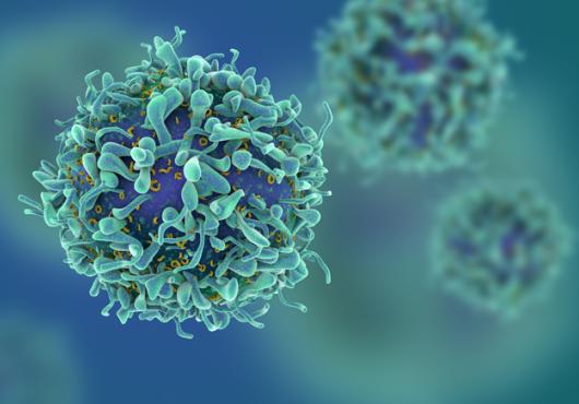 New T-Cell Subtype Found