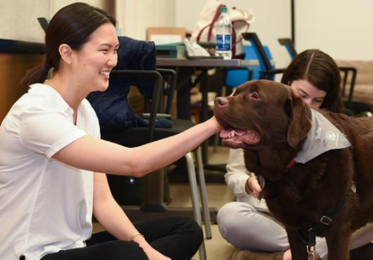 De-Stressing with Therapy Dogs 