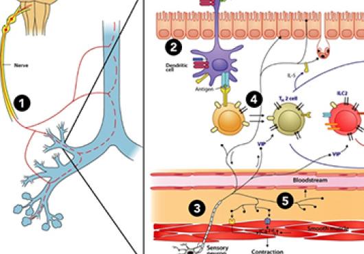 Breaking the Neuro-Immune Cycle