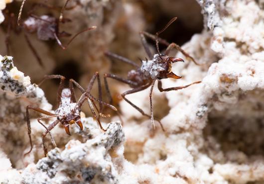 Ants and Antifungals