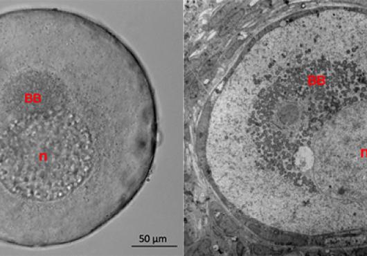 Inside Balbiani Bodies