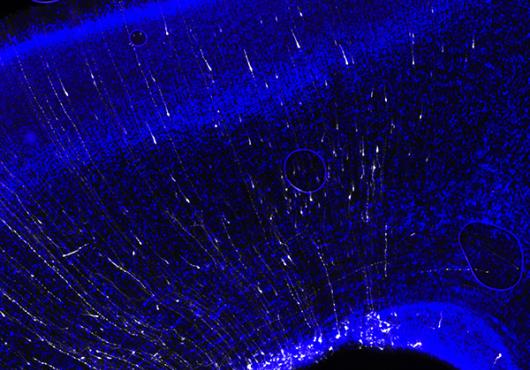 A Natural History of Neurons