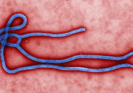 Assessing Ebola Risk
