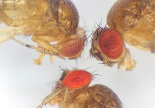 Why the Fly?