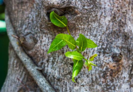 New Life for Old Drug