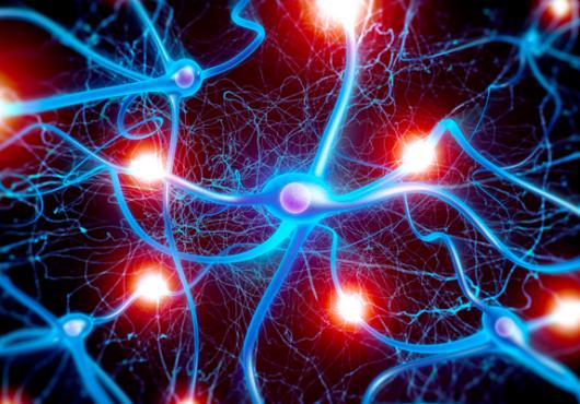 The Making of a Brain