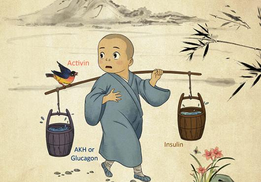 The Yin to Insulin’s Yang