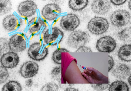 Keeping Up with HIV Mutations