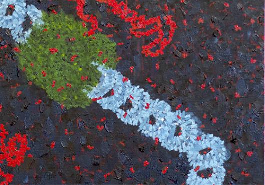 Zooming in on Transcription