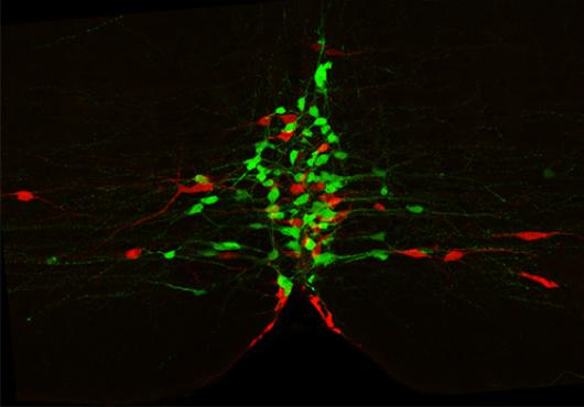 Serotonin Neuron Subtypes