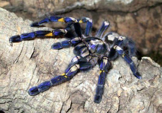 Lessons from a Tarantula