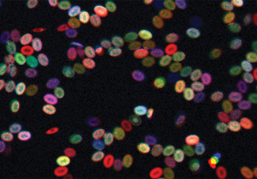 Color-Coded Stem Cells