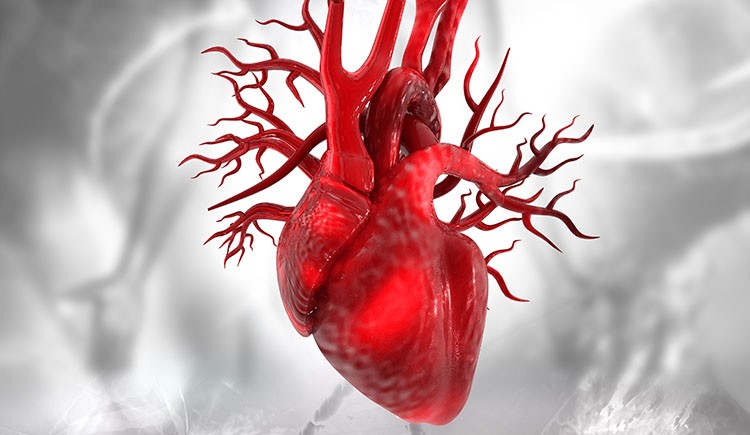 Digital illustration of a human heart