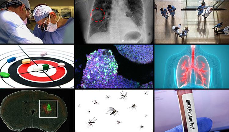 A grid of 9 images represents top HMS science articles from 2024. They show two surgeons at work; a spot circled on a lung X-ray; health care providers seen from above; a target with pills scattered across it; cells colored purple and aqua under a microscope; illustration of lungs; a mouse brain with a cluster of green cells; mosquitoes; and a vial of blood labeled “BRCA Genetic Test.”