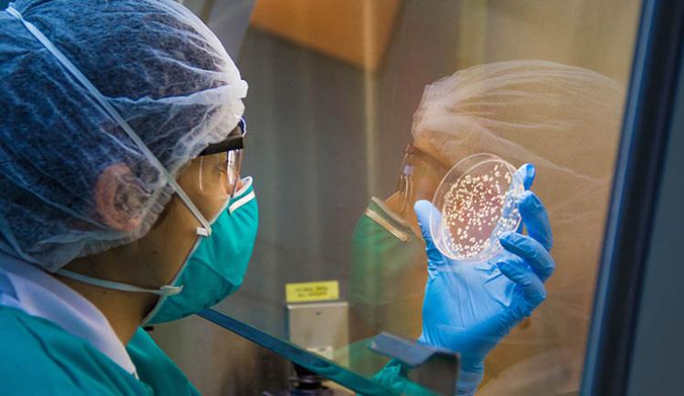 Scientist wearing protective clothing, including a hairnet, face mask, and gloves, examines a petri dish with bacterial colonies inside a laboratory safety cabinet.