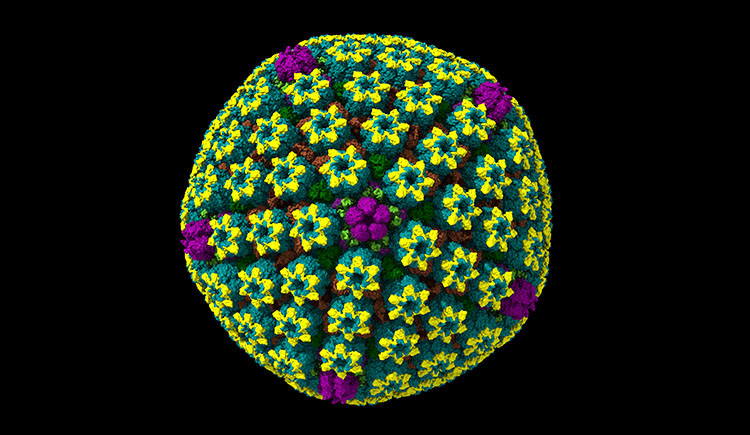 A colorful cryo-EM model of a herpes simplex virus capsid, appearing as a nearly spherical structure made of tightly packed, repeating protein clusters arranged in a geometric pattern.