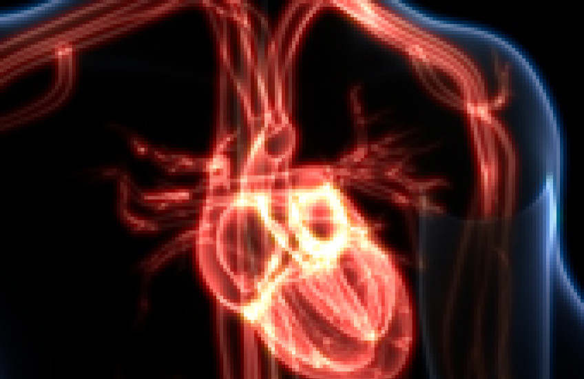 human heart