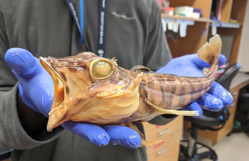 Blue gloved hands hold a preserved beige fish about one foot long with open mouth and blank eyes