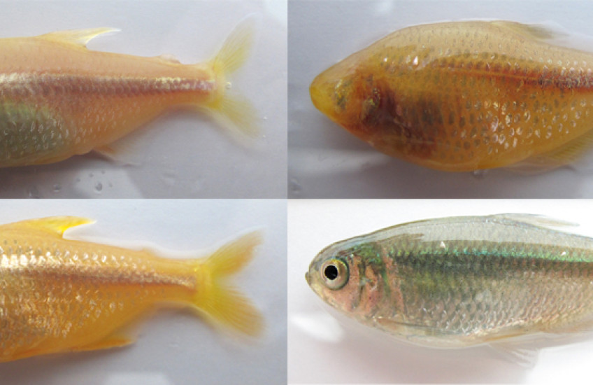 Four images of fish shown side by side. Three are orange and eyeless while one, bottom right, is silver with eyes