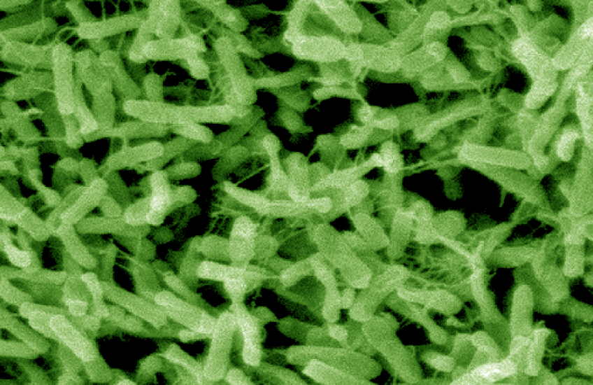 Unconventional Approach to C. Diff | Harvard Medical School