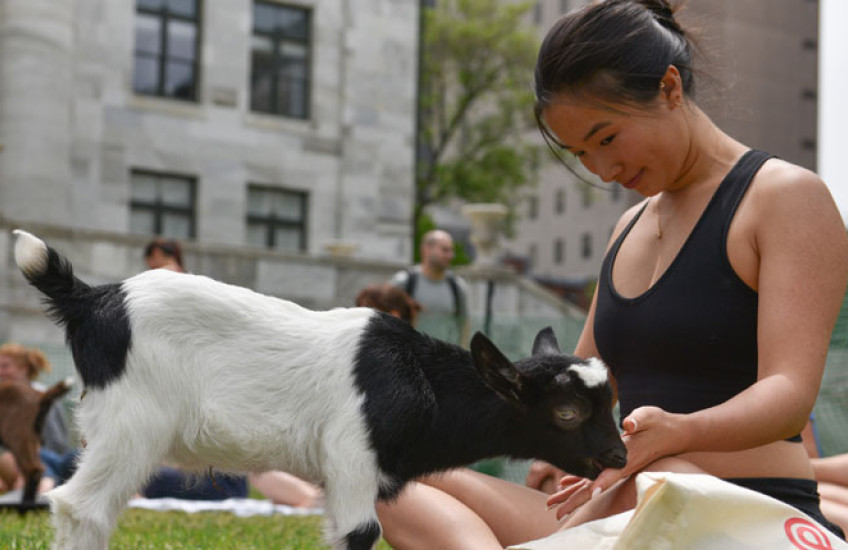 Baby goat licks the hand of a woman in lotus position