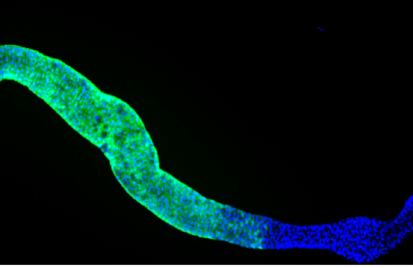 Fruit fly gut cells glow green and blue in a microscopy image against a dark background