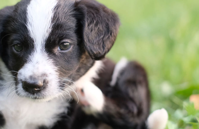 a puppy uses a hind leg to scratch an itch