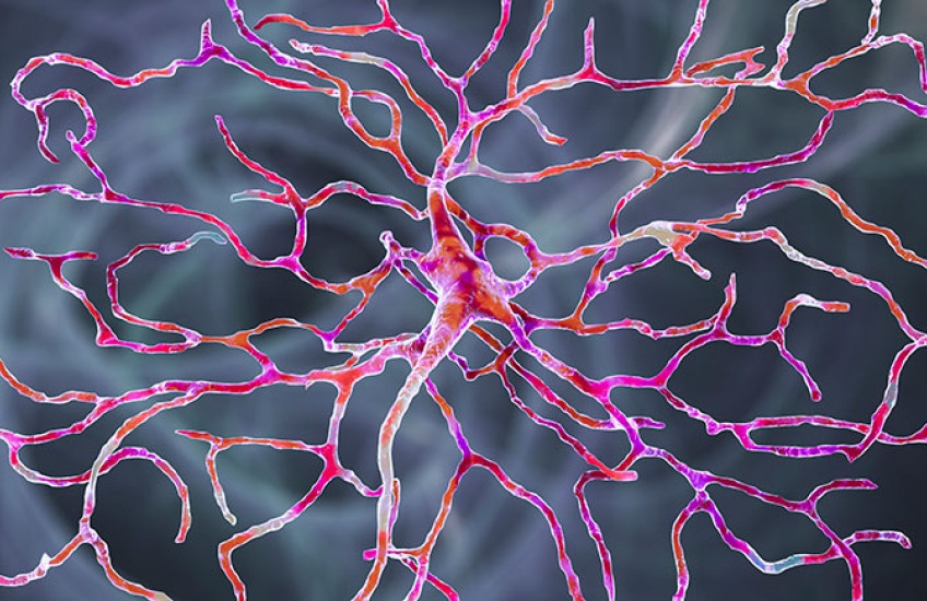 Retinal neuron shown in bright colors, including pink and orange, on a grey background