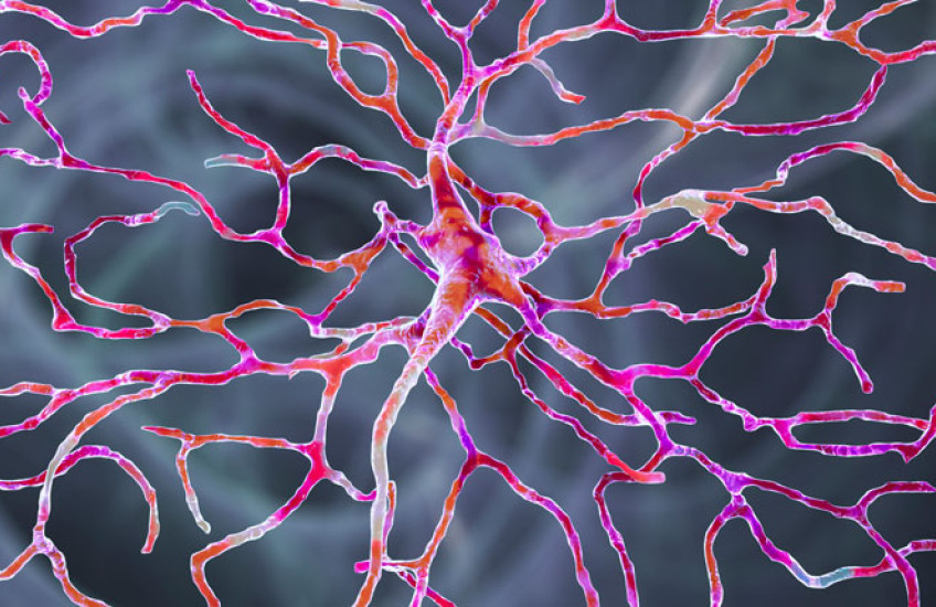 Retinal neuron shown in bright colors, including pink and orange, on a grey background
