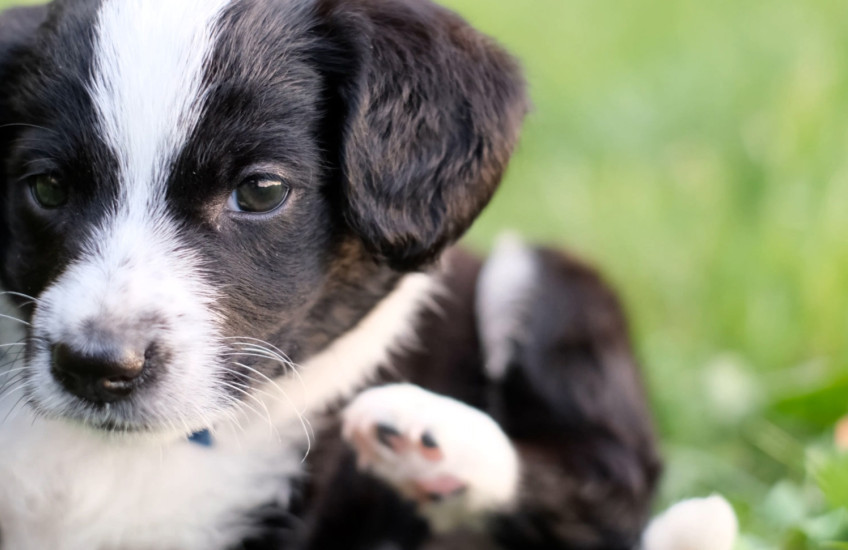 a black-and-white puppy scratching its neck with its paw