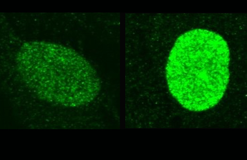 Two oval-shaped objects made up of glowing green dots float in a black field. The object on the left has fewer glowing dots than the object on the right.