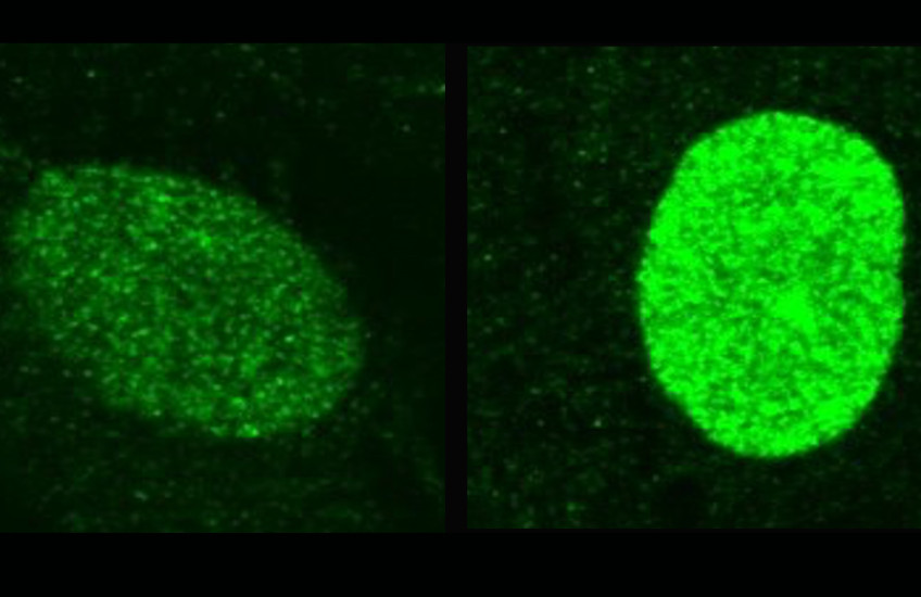 Two oval-shaped objects made up of glowing green dots float in a black field. The object on the left has fewer glowing dots than the object on the right.