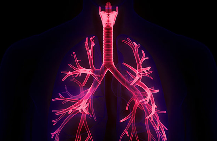 Photoillustration of the human trachea and respiratory tract, shown in pink on a black background