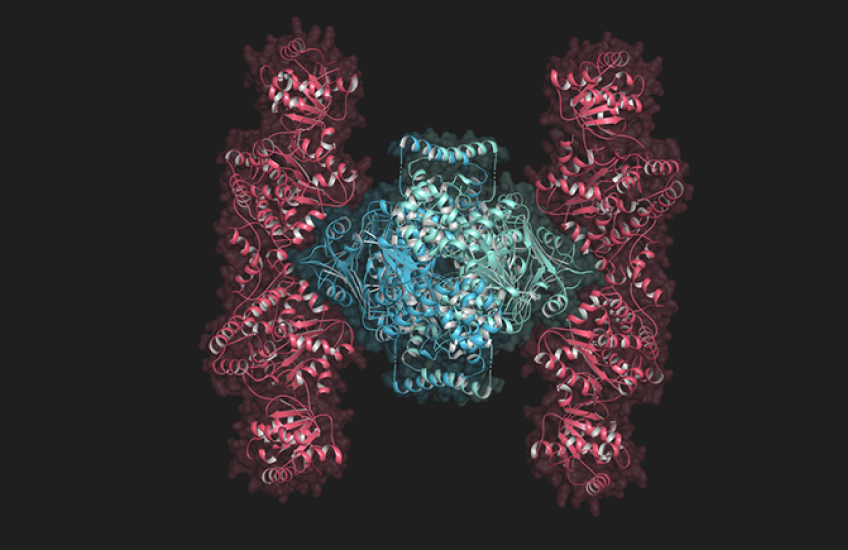 Illustration of a protein complex with a round-ish blue center section and two taller, thinner wing-like structures on the sides