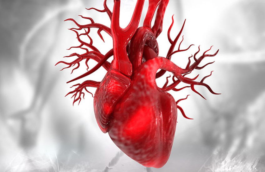 Digital illustration of a human heart