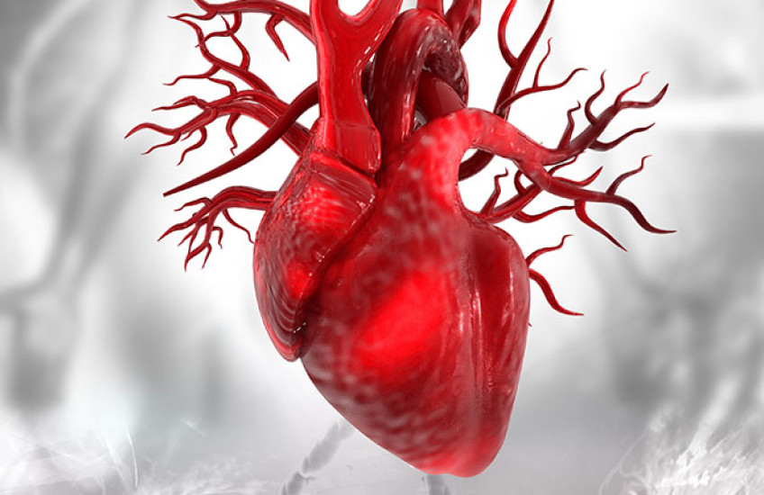 Digital illustration of a human heart